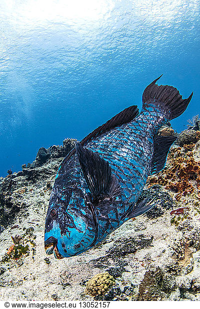 Midnight blue parrotfish  Cozumel  Quintana Roo  Mexico