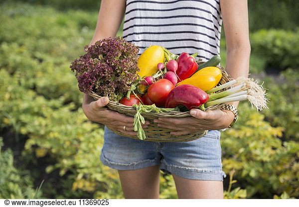 Midsection of a woman with vegetable basket in community garden
