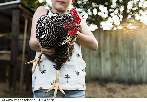 Midsection of boy holding hen at farm
