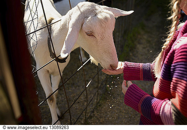 Midsection of girl feeding goat