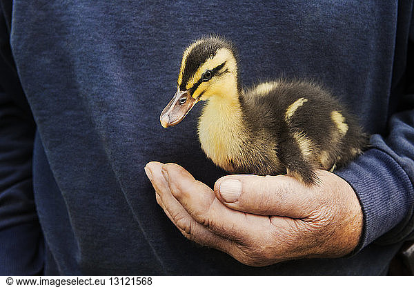 Midsection of man holding duckling