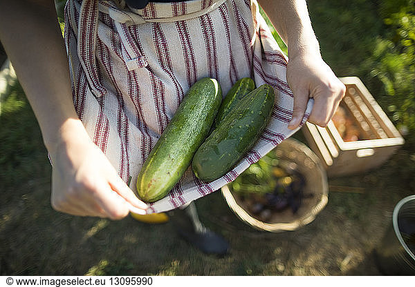 Midsection of woman holding cucumbers in textile while standing at community garden