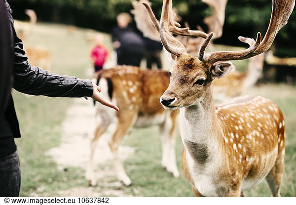 Midsection of woman holding out palm towards deer at zoo