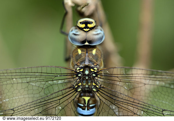 Migrant hawker  Aeshna mixta  close-up
