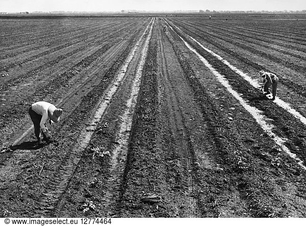 MIGRANT WORKERS  1940. Migrant workers picking asparagus in California. Photograph by Dorothea Lange  1940.