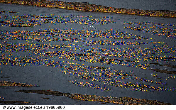 migration