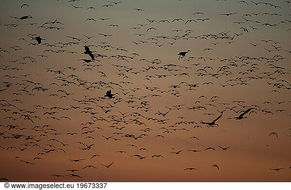 migration