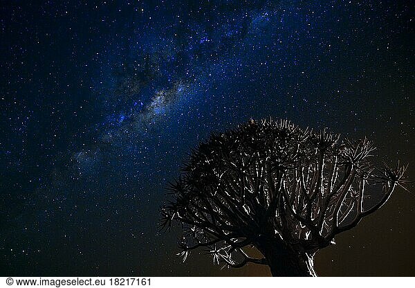 Milchstrasse mit Köcherbaum (Aloe dichotoma) oder Quivertree (Afrikaans: Kokerboom) Nachtaufnahme  Keetmanshoop  Namibia  Afrika
