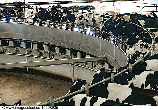 Milchviehbetrieb in Wisconsin mit Kühen an einer automatischen Melkanlage