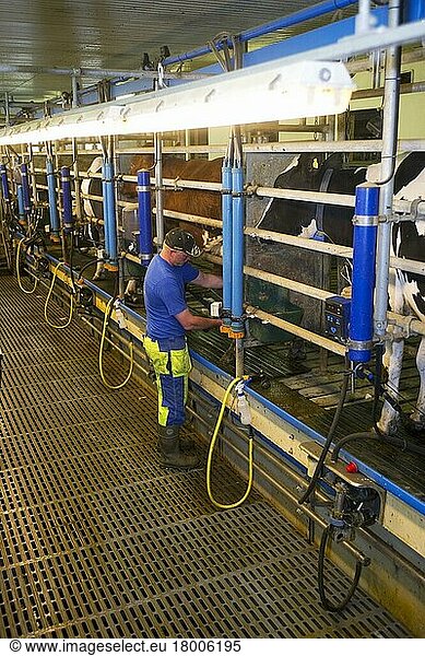 Milchviehhalter im Melkstand  Kühe melken  Schweden  Juni  Europa