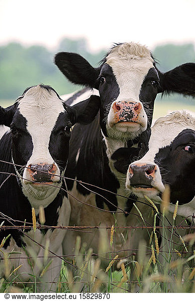 Milking Cows Grazing in Pasture in Upstate New York
