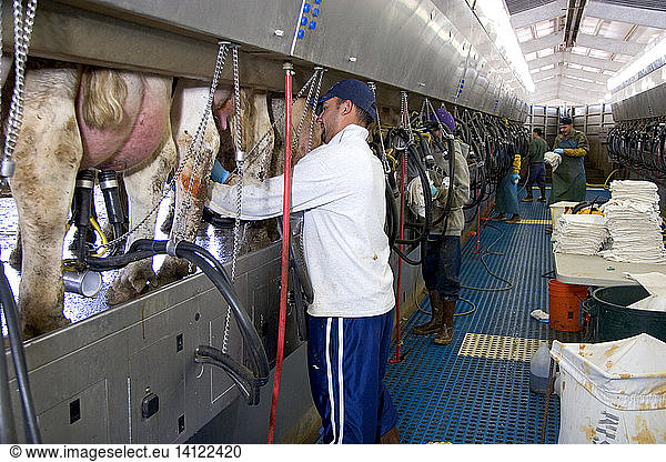 Milking Cows in a Modern Parlor Milking Cows in a Modern Parlor,dairy ...