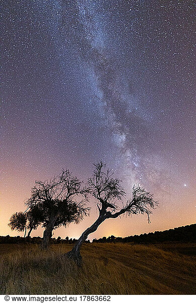 Milky way in tree alentejo portugal