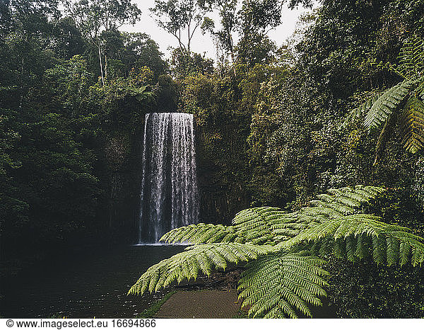 Millaa Millaa Falls sourranded by lush green forest and palm trees in foreground  Tropical Queensland  Australia.