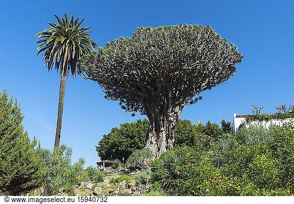 Millennial Kanarischer Drachenbaum (Dracaena draco)  Icod de los Vinos  Teneriffa  Kanarische Inseln  Spanien  Europa