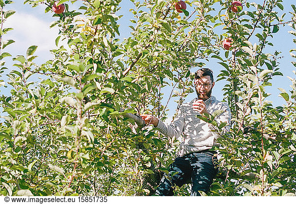 millennial man sitting in an apple tree and picking apples at orchard