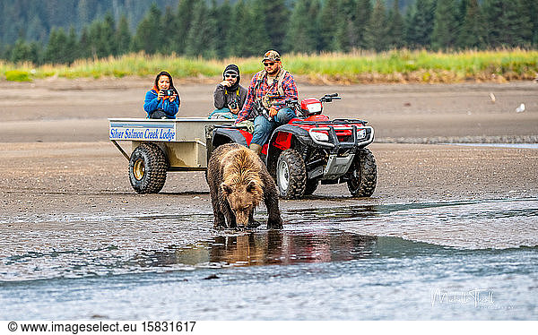 Millennials photographing grizzly in Alaska