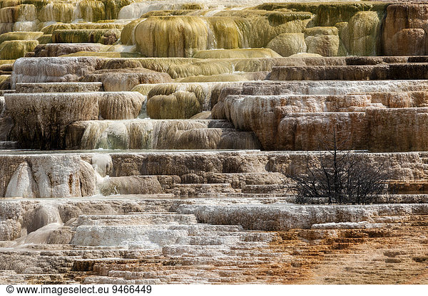 Minerva Terrace Lower Terraces Kalkstein-Sinterterrassen heiße Quellen Terrace Mountain Mammoth Hot Springs Yellowstone-Nationalpark Wyoming USA Nordamerika