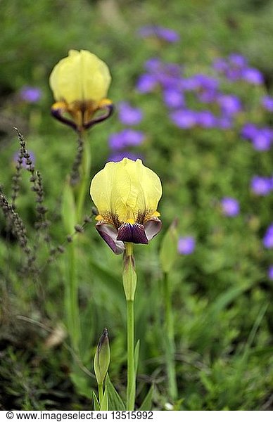 Miniatur-Zwergbartlilie (Iris attica)  Balkan  Kleinasien