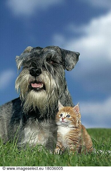 Miniature schnauzer  pepper-salt and young cat (outside) (outdoor) (meadow) (lying) (sitting) (adult) (friendship) (friendship) (young) (kitten) (puppy) (kitten) (two) (two) (mammals) (mammals) (domestic dog) (domestic cat) (domestic cat) (animals) (vertical) animal friendship animal friendships