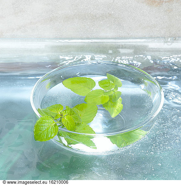 Mint in glass bowl (Mentha)  close-up
