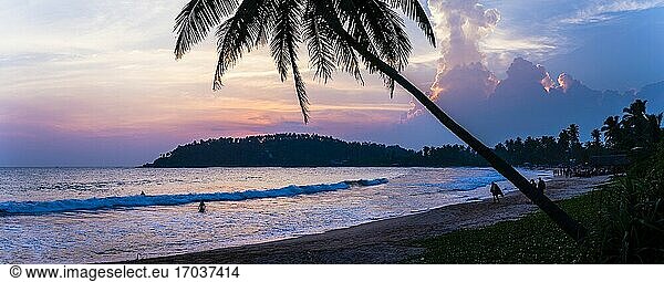 Mirissa  Palme bei Sonnenuntergang am Strand von Mirissa  Südküste von Sri Lanka  Südprovinz  Asien