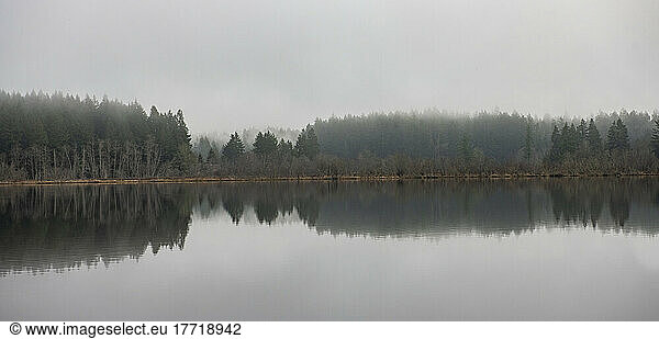 Mirror image of trees in a forest area along the shoreline of tranquil Scott Lake  near Olympia  Washington  USA; Washington  United States of America