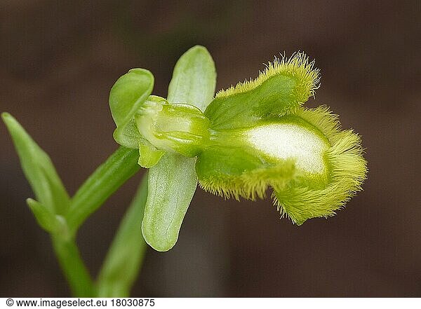 Mirror orchid (Ophrys speculum) apocromatic form  close-up of a single flower  Menorca  Balearic Islands