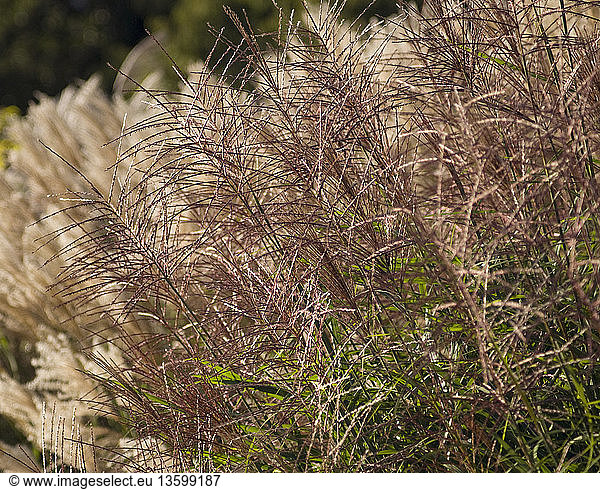 Miscanthus sinensis ‘Sirene’  Japanese silver grass