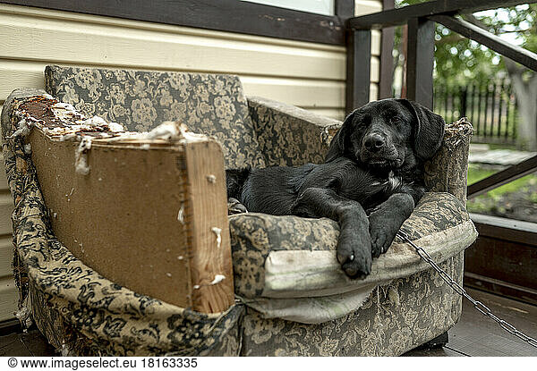 Mischievous dog lying on chewed up disheveled armchair