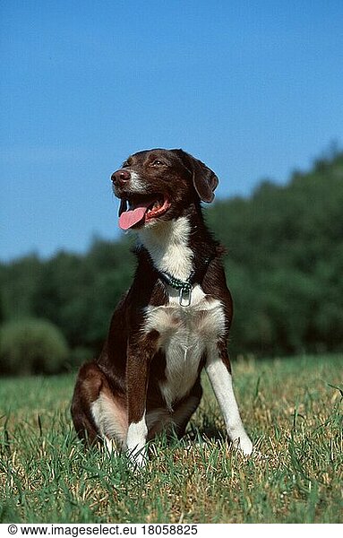 Mischlingshund  Mixed Breed Dog (animals) (Säugetiere) (mammals) (Haushund) (domestic dog) (Haustier) (Heimtier) (pet) (außen) (outdoor) (Wiese) (meadow) (hecheln) (panting) (sitzen) (sitting) (adult) (vertical)