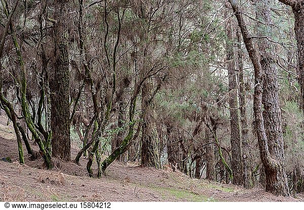 Mischwald aus Kanarischer Kiefer (Pinus canariensis) und Lorbeer (Laurus nobilis)  La Palma  Kanarische Inseln  Spanien  Europa