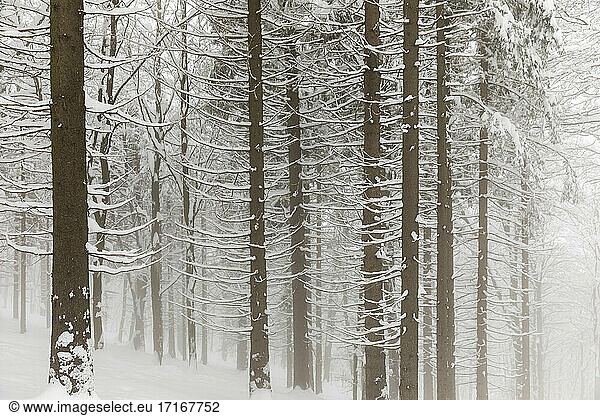 Mist in snowy forest