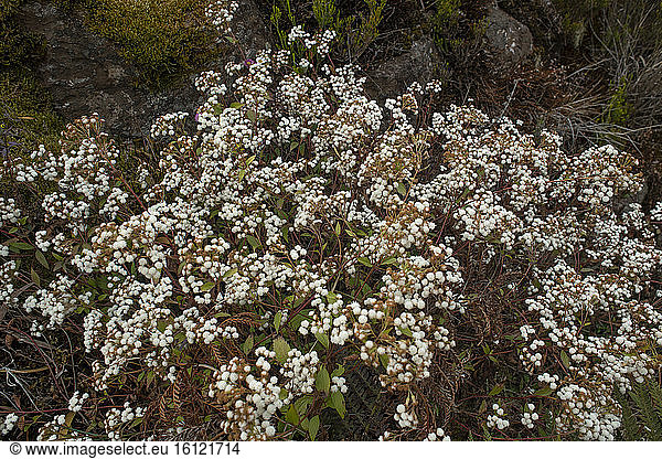 Mistflower (Ageratina riparia)  Maido  Reunion Island