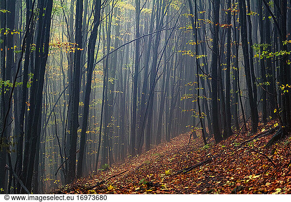 Misty autumn forest - Rainy autumn day in a beech forest