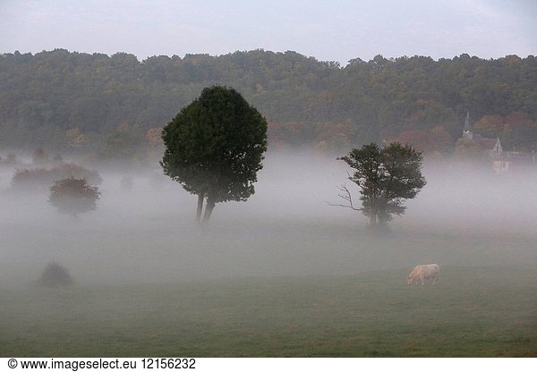 Misty landscape with cows.