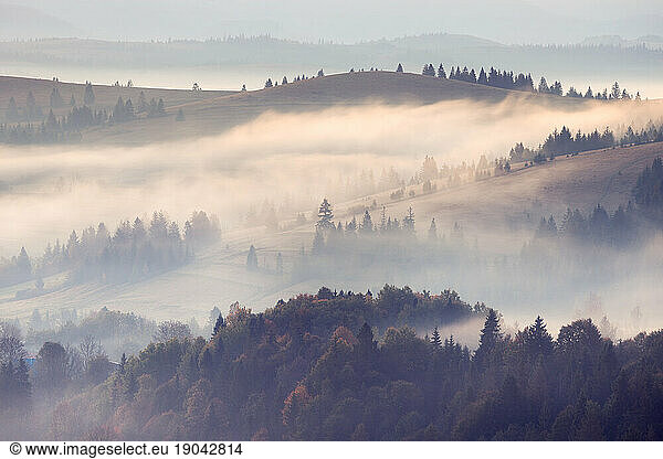 Misty landscape with fir mountain forest. Panorama view of mountain before sunrise