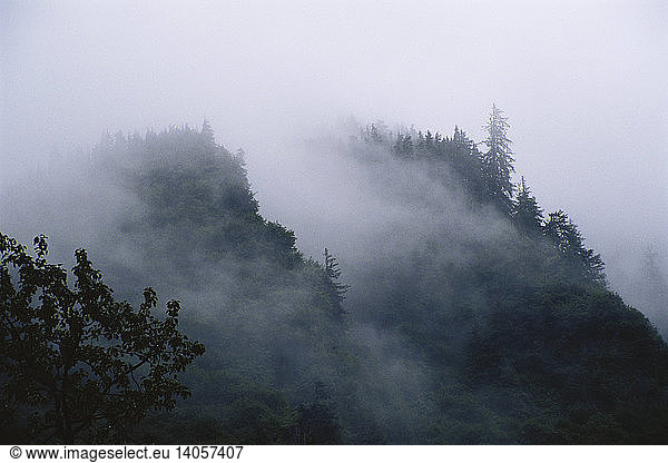 Misty Rainforest  Alaska