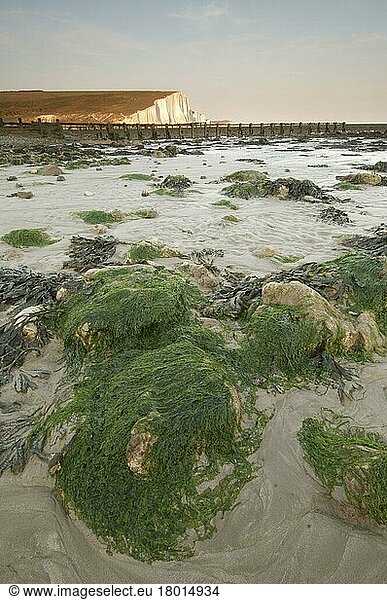 Mit Algen bedeckte Felsen an der Küste  in der Nähe von Kreidefelsen  Seven Sisters  South Downs  East Sussex  England  Mai