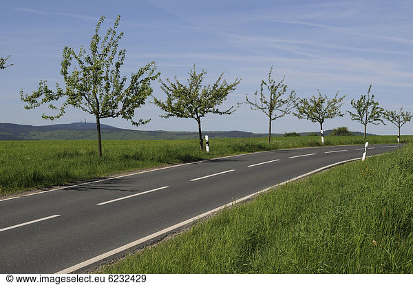 Mit Bäumen gesäumte Landstraße im Taunus  Hessen  Deutschland  Europa