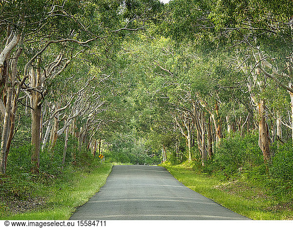 Mit Bäumen gesäumte Straße im Myall Lakes National Park  Australien