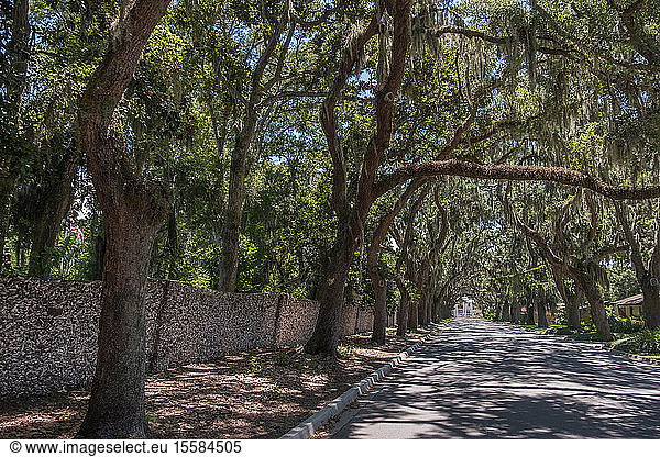 Mit Bäumen gesäumte Straße in St. Augustine,  USA