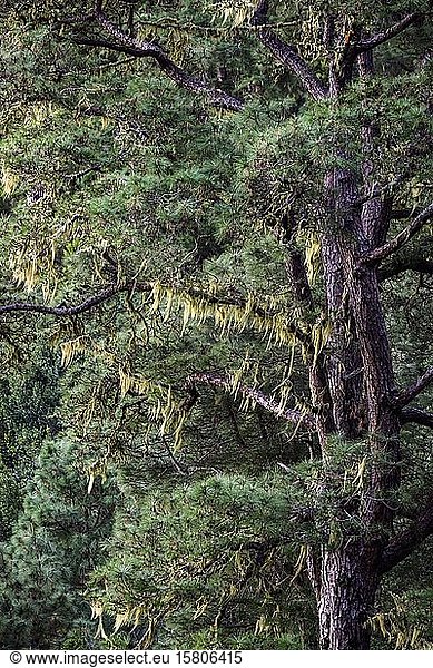 Mit Bartflechten bewachsene Kanarische Kiefer (Pinus canariensis)  Hochformat  La Palma  Kanarische Inseln  Spanien  Europa