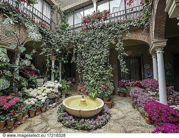 Mit Blumen geschmückter Innenhof mit Brunnen  Fiesta de los Patios  Cordoba  Andalusien  Spanien  Europa