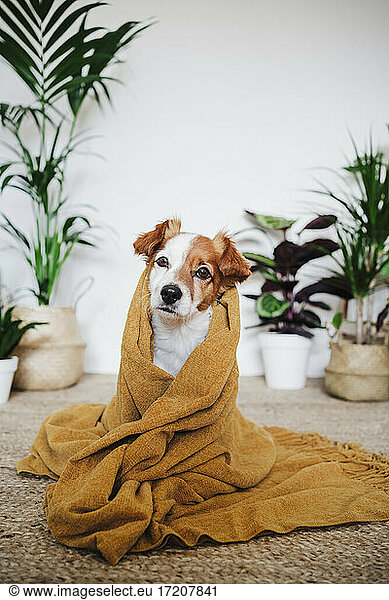 Mit einer Decke bedeckter Hund  der starrt  während er zu Hause sitzt