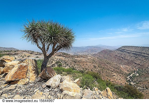 Mit Felsen und Sträuchern bewachsene Berge und Täler  Afar-Dreieck  Äthiopien  Afrika