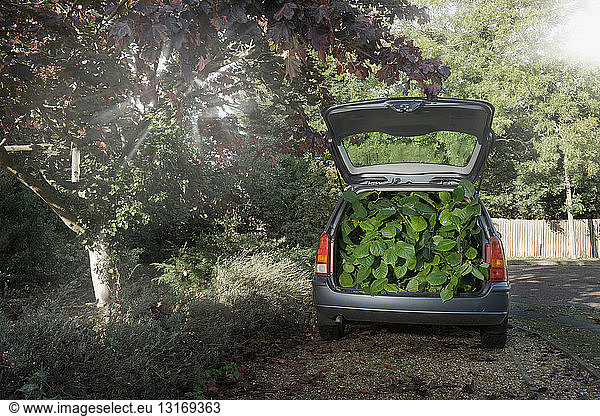 Mit grüner Vegetation gefülltes Auto