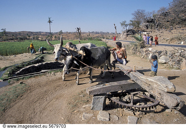 Mit Hilfe von Ochsen betriebener Brunnen bei Ranakpur Rajasthan Indien Asien