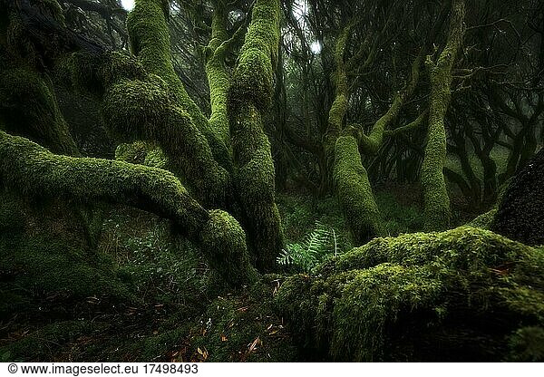 Mit Moos bewachsene Bäume im Lorbeerwald  Doppelbelichtung  Laurisilva  Monteverde  El Hierro  Kanarische Inseln  Spanien  Europa