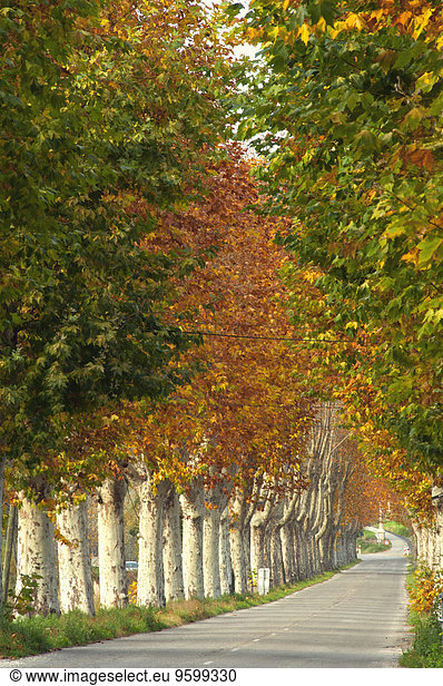 Mit Pappeln gesäumte Landstraße im Herbst  Provence  Frankreich